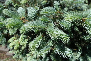 Young leafage of Colorado spruce in spring