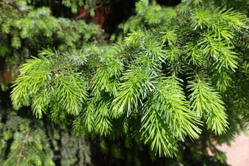 Lush green foliage of spruce in spring