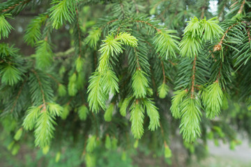 New green foliage of spruce in spring