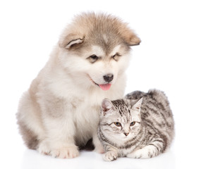 Alaskan malamute puppy is sitting with a striped cat. isolated on white background