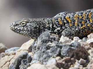 Lizard (Liolaemus fabiani) from Salar de Atacama, Atacama Desert, Chile