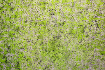 abstract green concrete texture