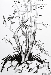 Tree sketch with black pen