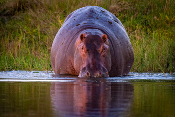 Flusspferd beim Baden