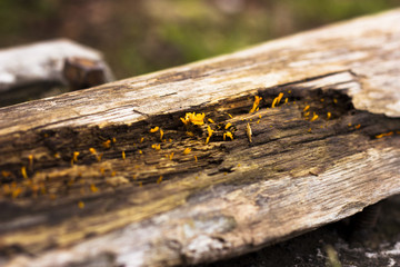 Yellow Fungus on rotten wood texture