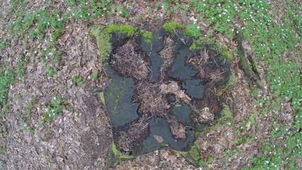 jura krakowsko-częstochowska, białe skały wapienne © Arkadiusz