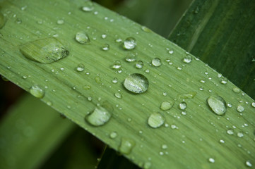 closeup of rain drops on grass