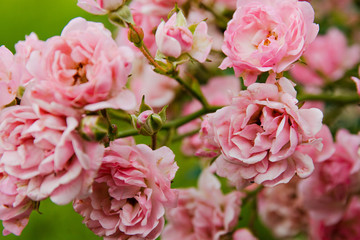 pink rose bushes blooming in the garden in the summer