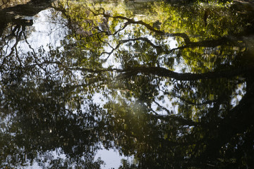 Nature water reflection landscape
