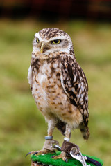 grounded owl at a flight show