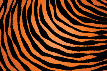 Close up Stripe Animal Pattern