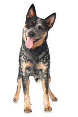 Australian Cattle Dog isoliert auf weißem Grund