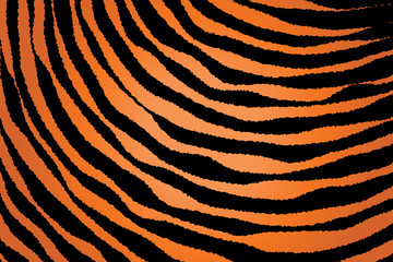Close up Stripe Animal Pattern