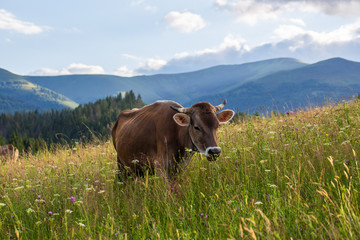 Fototapeta na wymiar A cow is eating grass in the mountains.