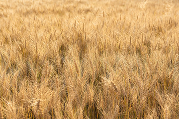  Golden wheat field. Golden background