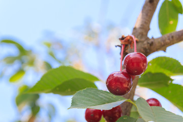 Berry of ripe cherry hanging on the branch of a tree in summer