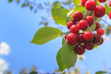 Berry of ripe cherry hanging on the branch of a tree in summer