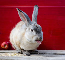 Cute rabbit Rex milky color. show tongue sitting on wooden table. A red background.