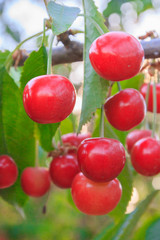 Berry of ripe cherry hanging on the branch of a tree in summer