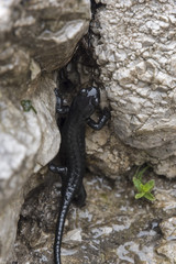 Alpensalamander
