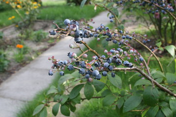 borówka amerykańska