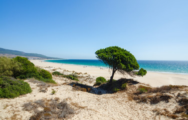 Blick auf den Atlantischen Ozean, den wunderschönen langen Strand und die einsame Kiefer von der Düne von Bolonia an der Atlantikküste von Tarifa, Provinz Cadiz, Andalusien, Südspanien.