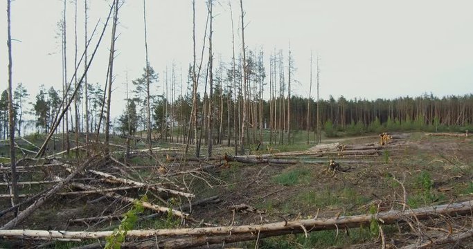 At the logging in the forest. Forest plot cleared from the trees. landscape of logging station with lots of cutten trees