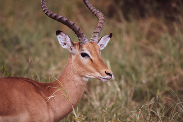 Grant's Gazelle Serengeti
