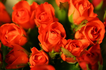 pomarańczowe róże kwiaty © Arkadiusz