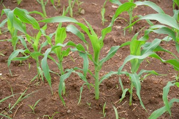 close up young corn seedling grows, cultivate agricultural farm field