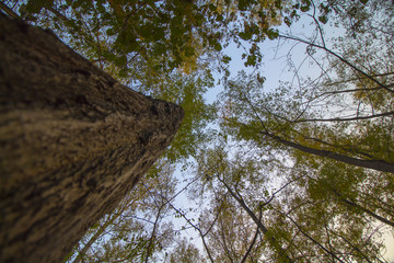 Majestic trunk in the middle of forest