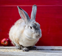 One Rex milky color rabbit sitting near apples on wooden table . A red background. close up