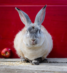 One Rex milky color rabbit sitting near apples on wooden table . A red background. close up