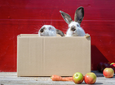 White rabbit sit in cardboard box and peeking out. A red background.