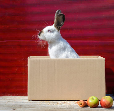 White rabbit sit in cardboard box and peeking out. A red background.