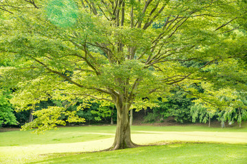 公園の木