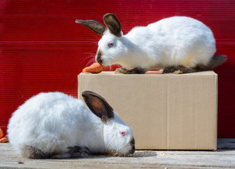 Obraz premium Californian white rabbit sitting on a cardboard box. A red background.