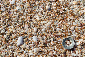 The sandy beach is covered with shells, sand, and shellfish houses