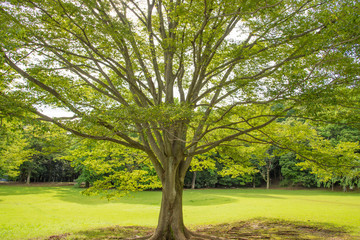Fototapeta premium 公園の木