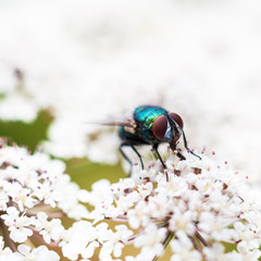 Schmeißfliege auf einem Blütendolden Calliphoridae