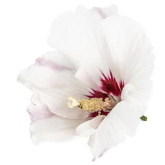 Flower of hibiscus, isolated on white background
