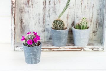 Tiny Cacti in the Pots on Light Background