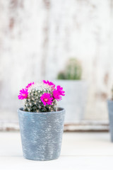 Tiny Cacti in the Pots on Light Background