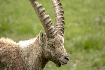 stambecco primo piano