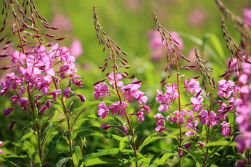 志賀高原のヤナギラン