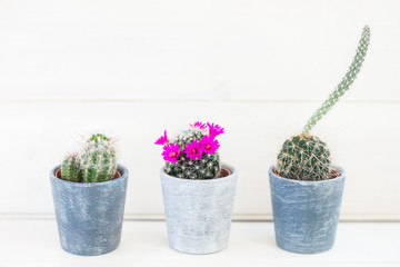 Tiny Cacti in the Pots on Light Background