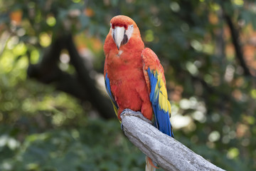 ara macaw parrot in the farm
