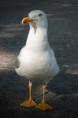 Standing seagull portrait