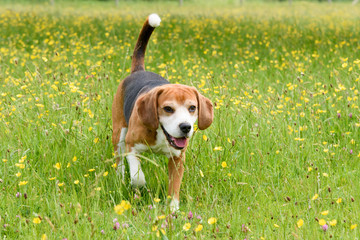 Beagles playing