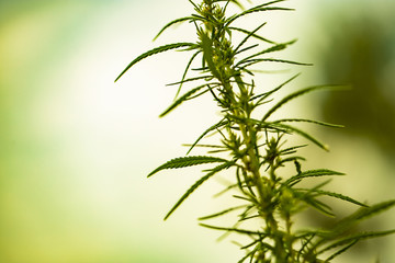 Cannabis plant in golden summer light, marijuana background with lens flare